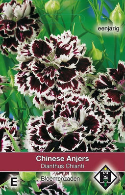 2 stuks Dianthus chinensis Chianti