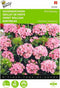 2 stuks Dianthus, Duizenschoon Pink Beauty