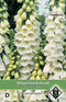 2 stuks Digitalis purpurea AlbaVan Hemert & Co