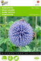 2 stuks Echinops, Kogeldistel Blue Globe