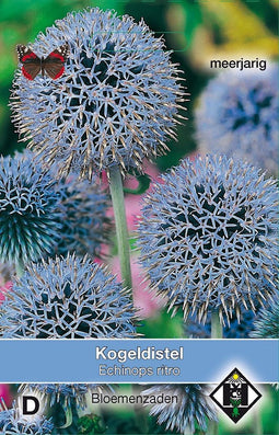 2 stuks Echinops ritroVan Hemert & Co