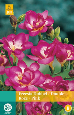 2 stuks Freesia Dubbel Roze 12 bollen
