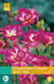 2 stuks Freesia Dubbel Roze 12 bollen