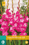 2 stuks Gladiolus Fairytale Pink 5 bollen