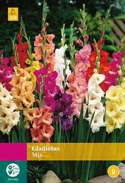 2 stuks Gladiolus Mix 20 bollen