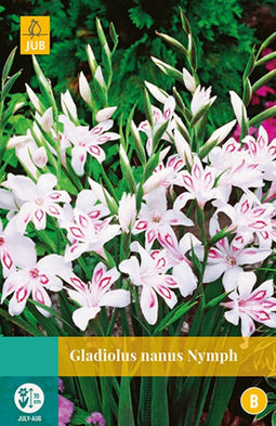 2 stuks Gladiolus Nymph 7 bollen