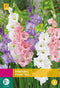 2 stuks Gladiolus Pastel Mix 20 bollen