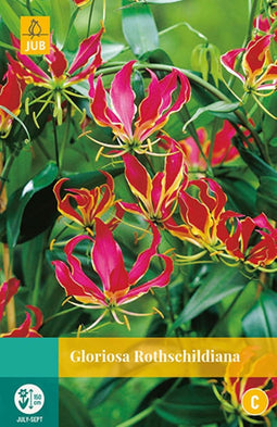 2 stuks Gloriosa Rothschildiana 1 bol