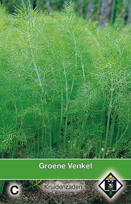 2 stuks Groene Venkel FoeniculumVan Hemert & Co