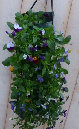 2 stuks Hangzak Bosviolen