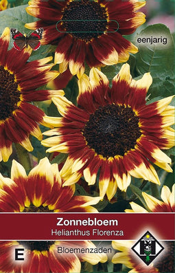 2 stuks Helianthus a. FlorenzaVan Hemert & Co