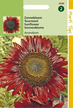 2 stuks Helianthus annuus Avondzon bruin rood