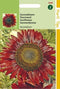 2 stuks Helianthus annuus Avondzon bruin rood