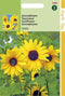 2 stuks Helianthus Debilis Geel Stella
