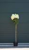 2 stuks! Hortensia Phantom Hydrangea pan. Phantom h 125 cm st. h 90...