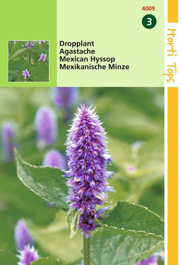 2 stuks - Hortitops - Agastache Mexicana Blauw Dropplant