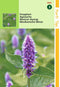 2 stuks - Hortitops - Agastache Mexicana Blauw Dropplant