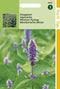2 stuks - Hortitops - Agastache Mexicana Blauw Dropplant