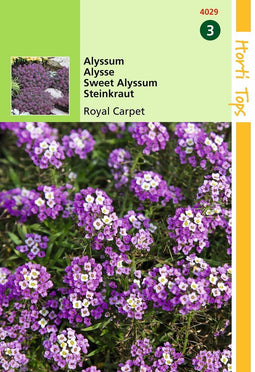 2 stuks - Hortitops - Alyssum Lobularia Mar. Procumbens Royal Carpet