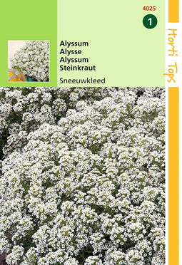 2 stuks - Hortitops - Alyssum Lobularia Mar. Procumbens Sneeuwkleed