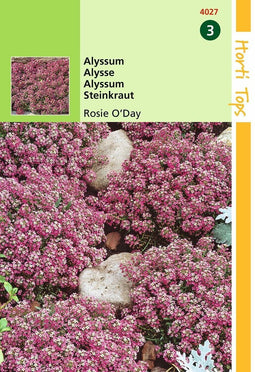 2 stuks - Hortitops - Alyssum Lobularia MarProcumbens Rosie O Day