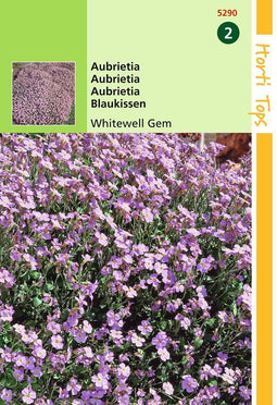 2 stuks - Hortitops - Aubrietia Hybrida Grfl.Whitewell Gem