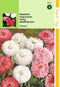 2 stuks - Hortitops - Bellis Perennis Monstrosa Gemengd