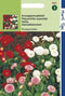 2 stuks - Hortitops - Bellis Perennis Pomponette Gemengd