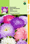 2 stuks - Hortitops - Callistephus Chinensis Pioenbloemige Reuzen G...