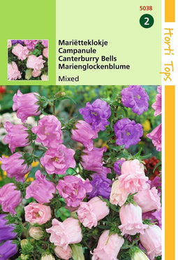 2 stuks Hortitops Campanula Medium Calycanthema Gemengd