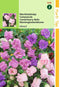 2 stuks Hortitops Campanula Medium Calycanthema Gemengd