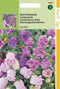2 stuks Hortitops Campanula Medium Calycanthema Gemengd