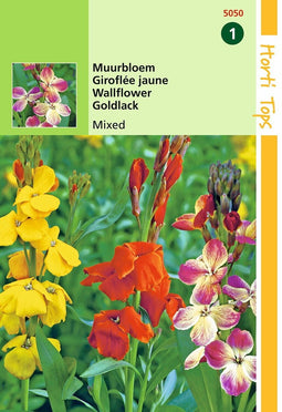 2 stuks - Hortitops - Cheiranthus Cheirii Fair Lady Gemengd