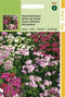 2 stuks - Hortitops - Dianthus Barb. Nanus Compactus Dubbel Gemengd