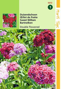 2 stuks Hortitops Dianthus barbatus dubbelbloemig gemengd