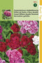 2 stuks Hortitops Dianthus barbatus dubbelbloemig gemengd
