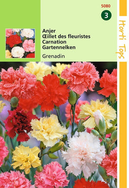 2 stuks - Hortitops - Dianthus Caryophyllus Grenadin Gemengd