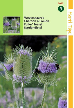 2 stuks Hortitops Dipsacus Sativus Fullonum Weverskaarde op op