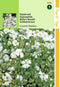2 stuks - Hortitops - Gypsophila Elegans Covent Garden Wit