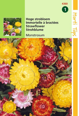 2 stuks - Hortitops - Helichrysum Bract. Monstrosum Gemengd
