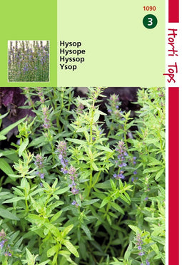 2 stuks - Hortitops - Hysop