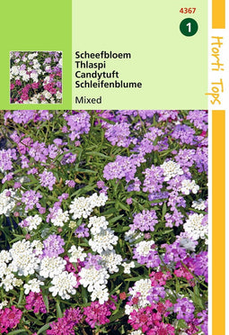 2 stuks - Hortitops - Iberis Umbellata Lage Fairy Gem.