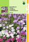 2 stuks - Hortitops - Iberis Umbellata Lage Fairy Gem.