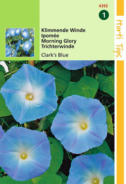 2 stuks - Hortitops - Ipomoea tricolor rubro c. Clark s Blue