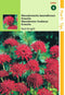 2 stuks - Hortitops - Knautia macedonica Red Knight