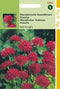 2 stuks - Hortitops - Knautia macedonica Red Knight