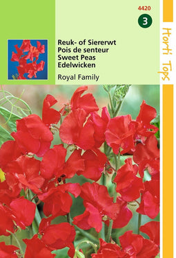 2 stuks - Hortitops - Lathyrus Odor. Royal Family Rood