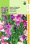 2 stuks - Hortitops - Lathyrus odoratus Royal Family gemengd