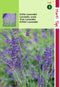 2 stuks - Hortitops - Lavendel Lavandula Officinalis