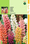 2 stuks - Hortitops - Lupinus Polyph. Russell S Minarette Gem.